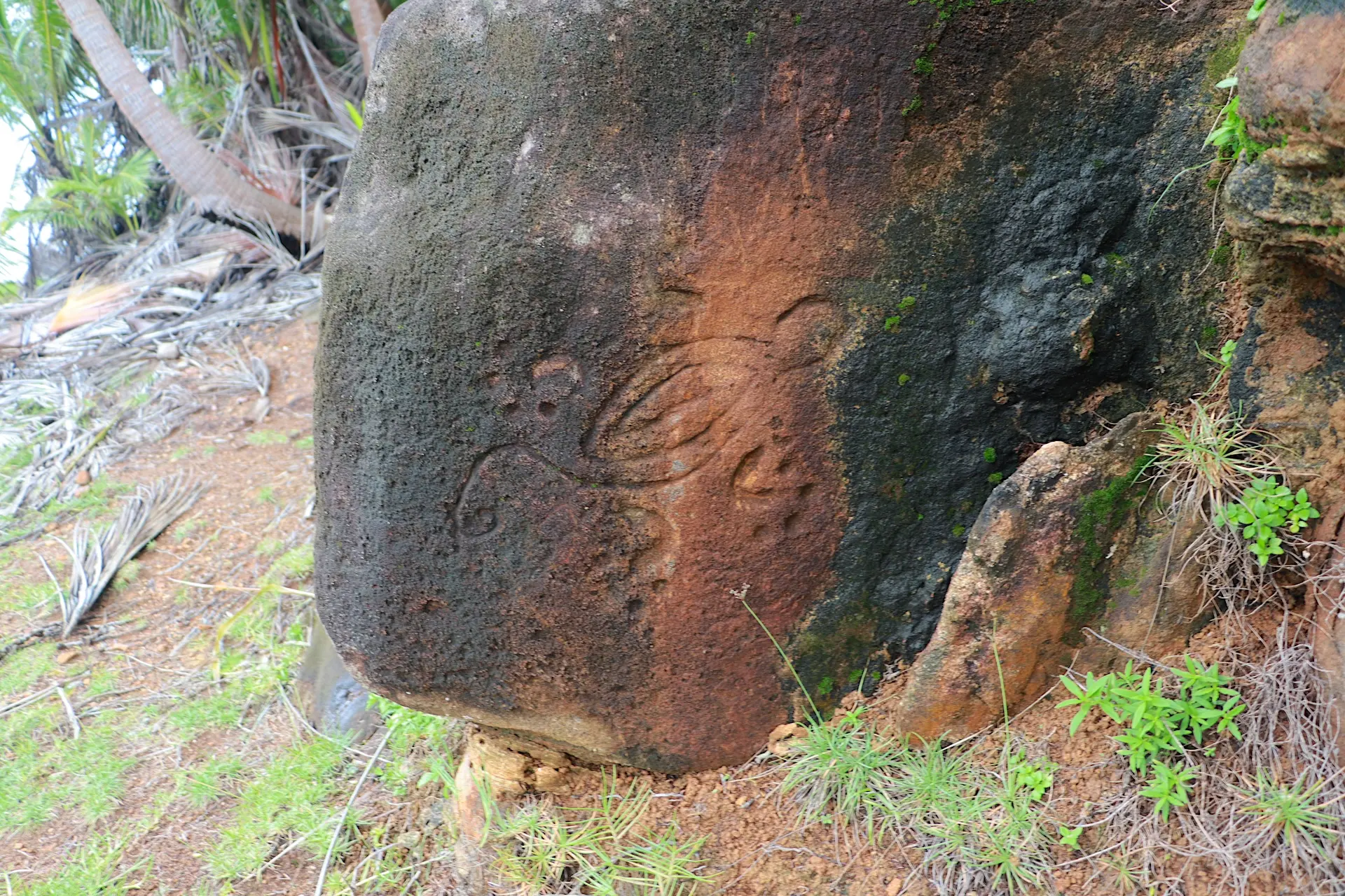 An image of a turtle carved out in a rock on the shore of Île Saint-Joseph
