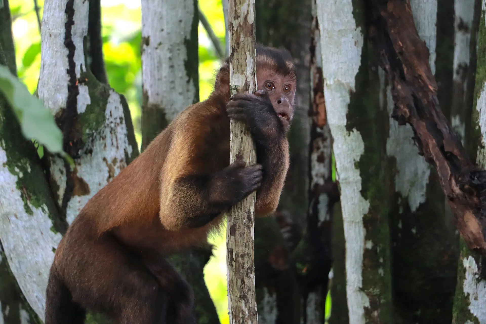 Capuchin monkey, looking for snacks