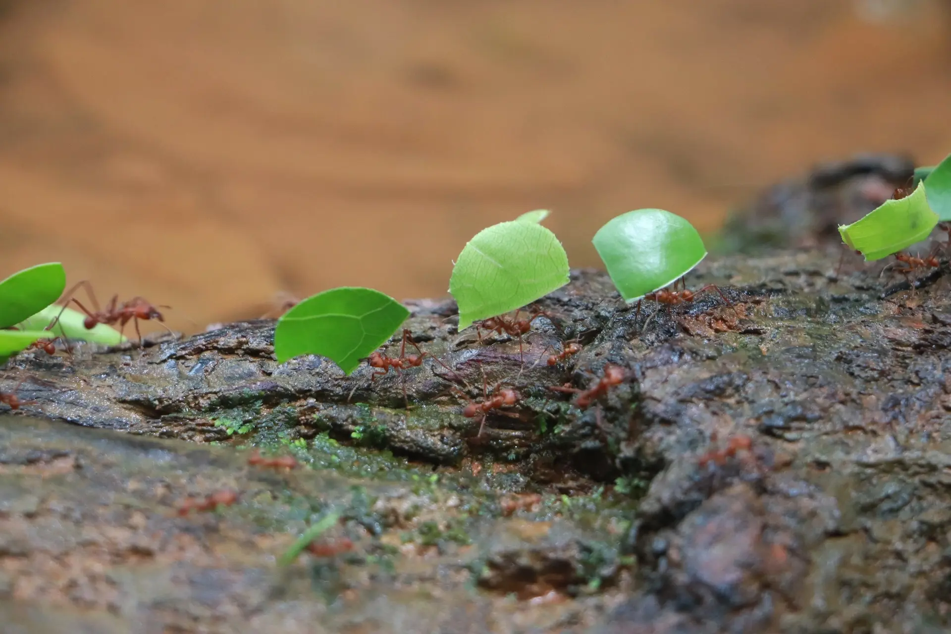 Farming ants from the *atta* genus, carrying leafs, at Île St. Joseph.