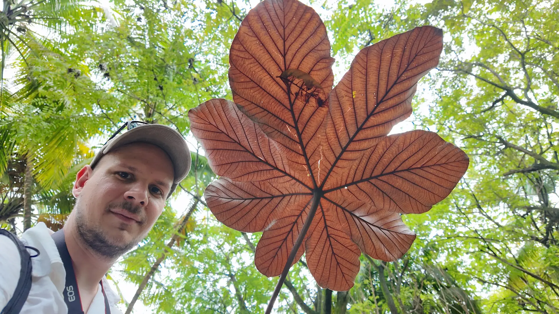Paweł with a Cecropia leaf found on Île St. Joseph.
