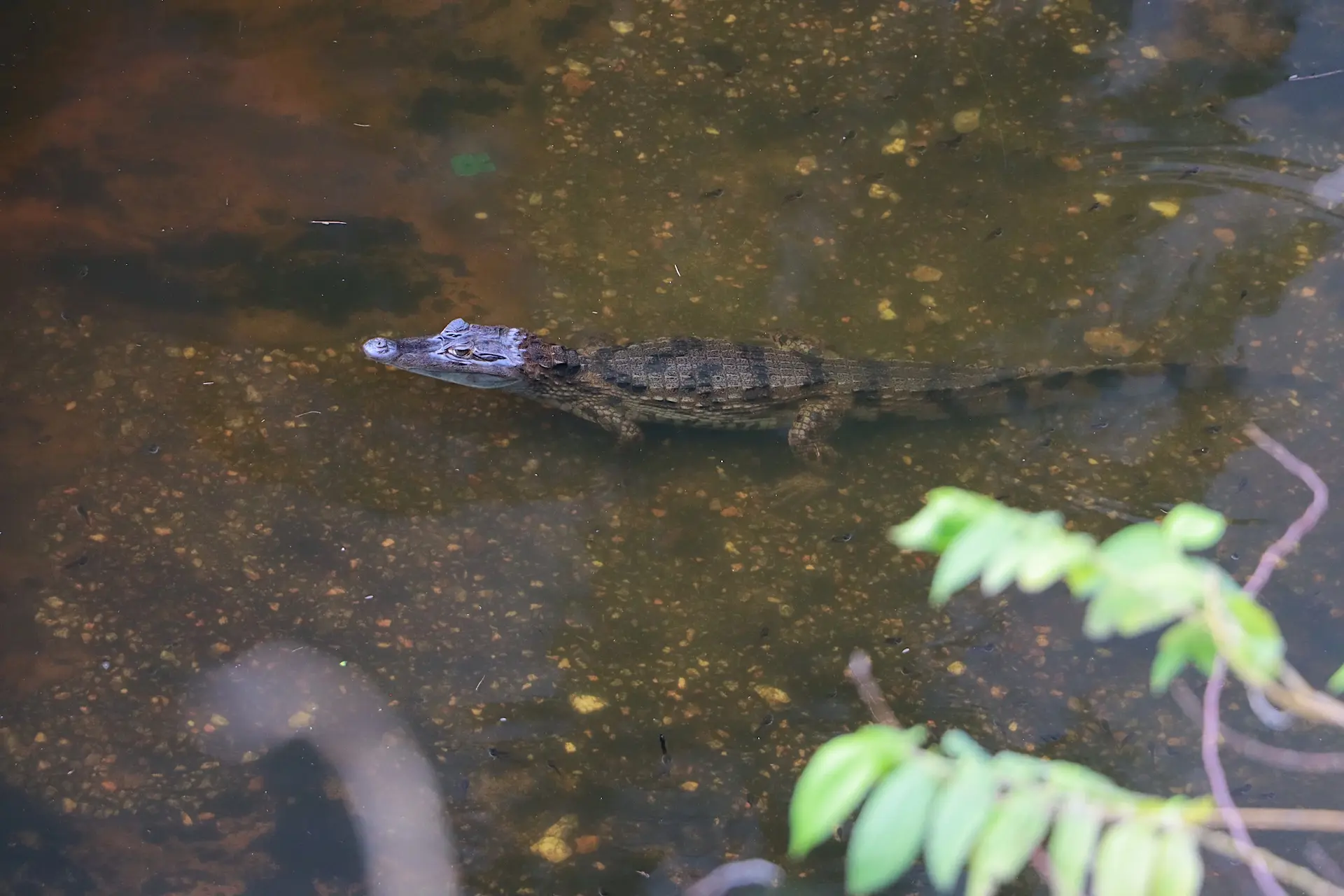 Cayman lurking from the water on Île Royale